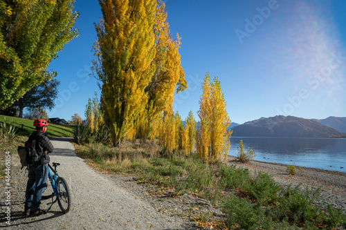Cyclist looking at the Lake Wanaka on the Millennium track among the autumn trees, Wanaka, South Island.