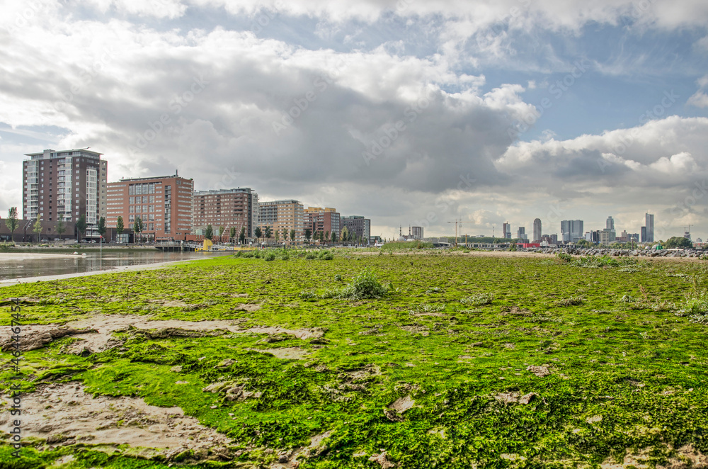 Rotterdam, The Netherlands, October 7, 2021: low vegetation on the newly created mudflats on Brienenoord island, with the city's skyline in the background