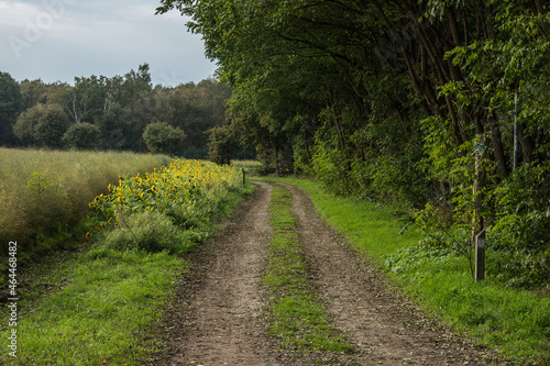 country road near sunflowers field an asparagus field in autumn