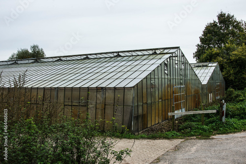 old greenhouse with plants 