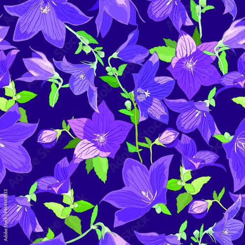 Seamless pattern with Campanula flowers in lilac tones with leaves isolated on a dark purple background