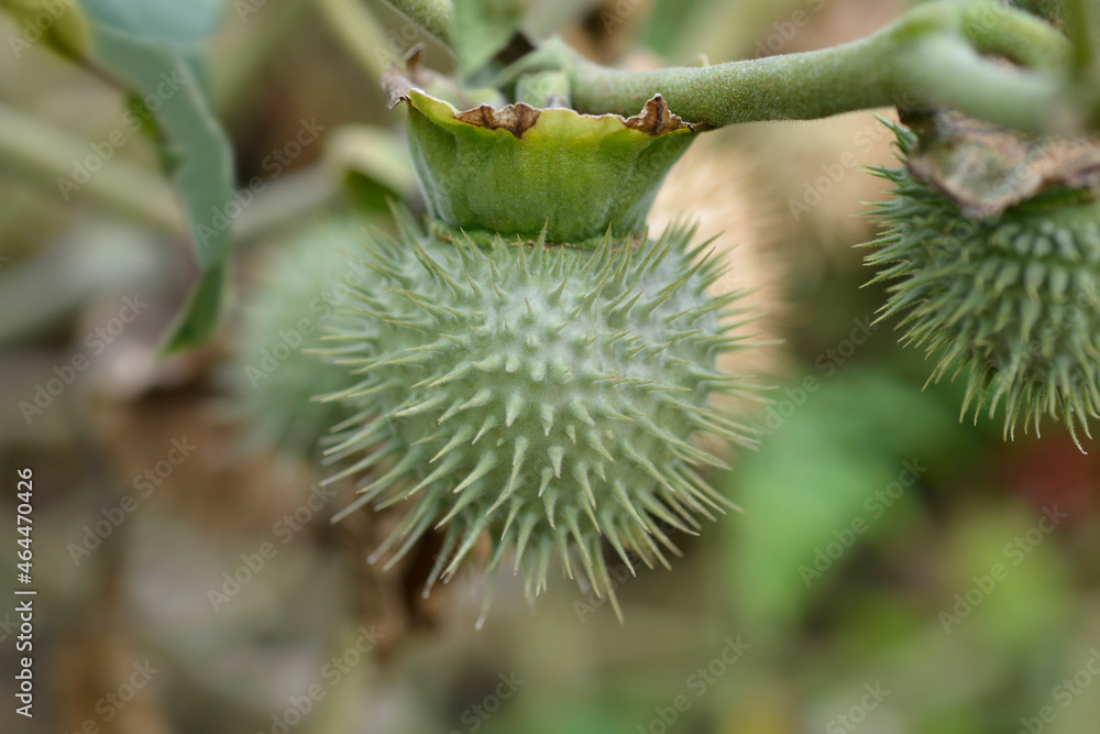 Thorn apple Inka Thorn apple Inka