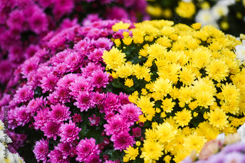 Decorative flowers sold for the feast of the dead on November 1 in Poland. photo