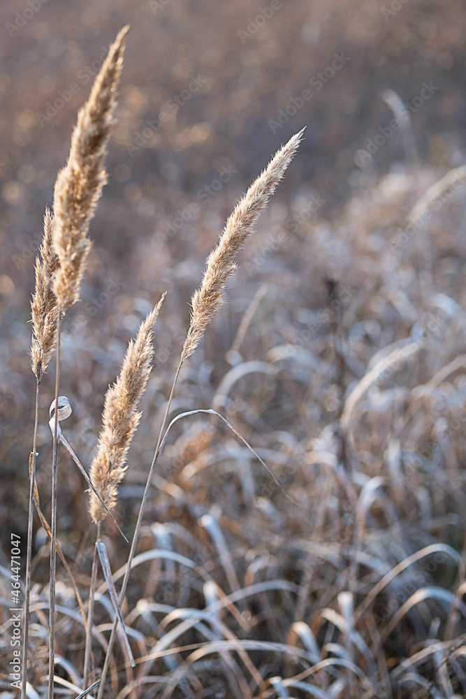 Fototapeta premium Pampas grass natural pattern, close up, selective focus. Dry reeds boho style, scenic nature on sunset.