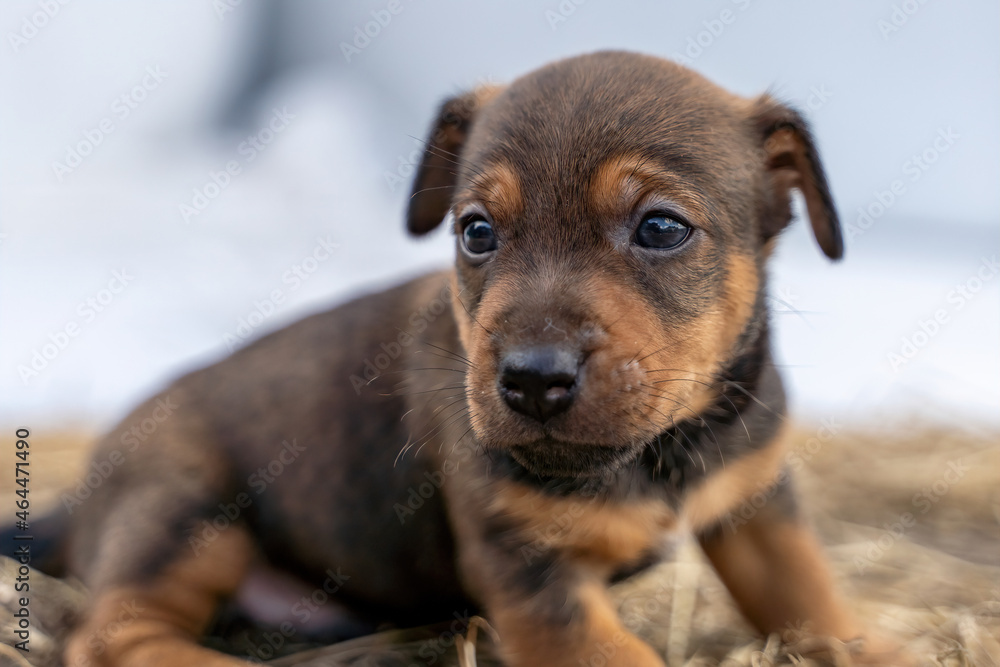 One month old brown Jack Russell stands on a pack of hay. Out for the first time, Animal themes, Selective Focus, Blur One month old brown Jack Russell stands on a pack of hay. Out for the first time, Animal themes, Selective Focus, Blur