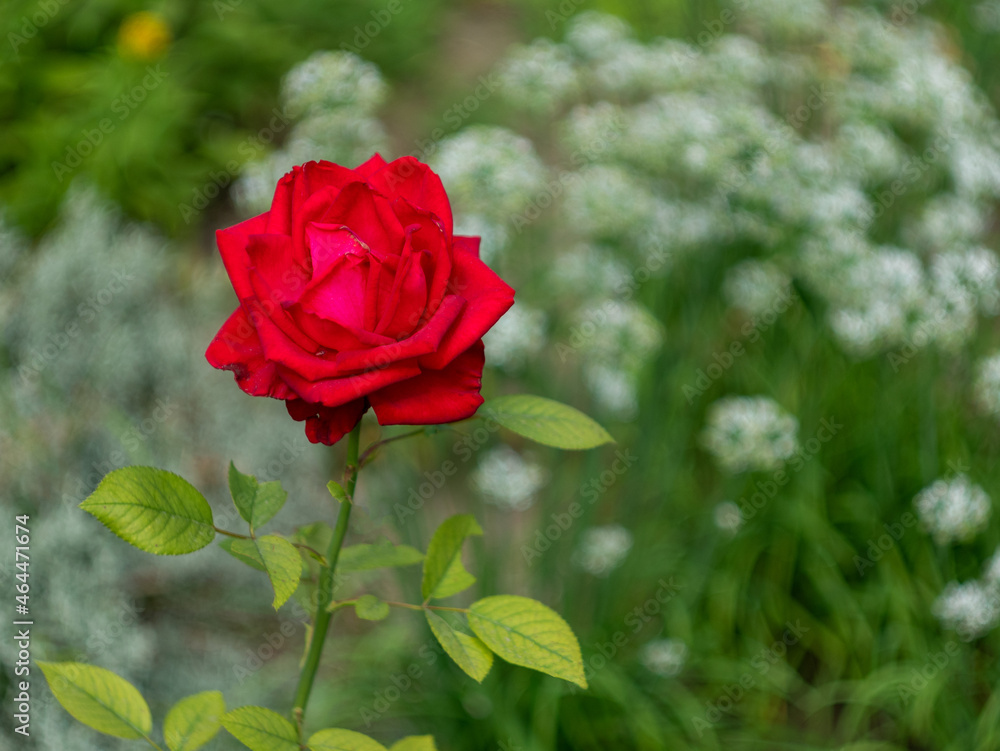 Beautiful blossoming red rose flower close-up on a blurred background. Copy space. Beautiful blossoming red rose flower close-up on a blurred background. Copy space.