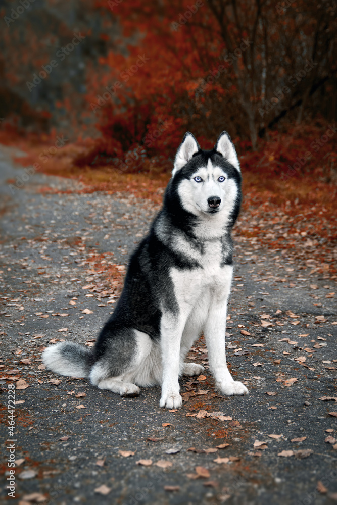 Siberian husky dog with blue eyes sits on a path in an autumn park and looks carefully ahead.