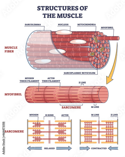 Structures of muscle with fiber, myofibril and sarcomere contraction outline diagram. Labeled educational isolated parts closeup description from anatomical and physiology sides vector illustration. photo