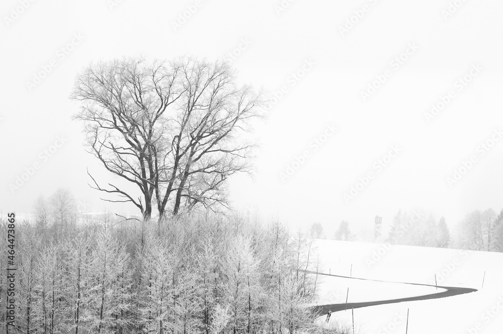Trees in the fog stand in a snow-covered field Trees in the fog stand in a snow-covered field