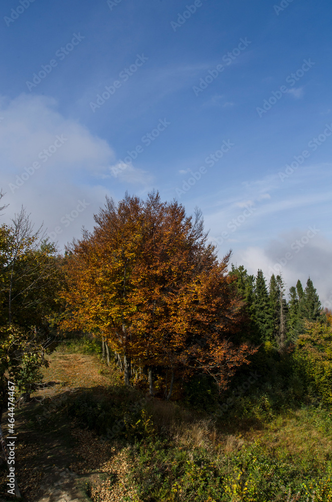 Panorama z Korbani - Bieszczady 