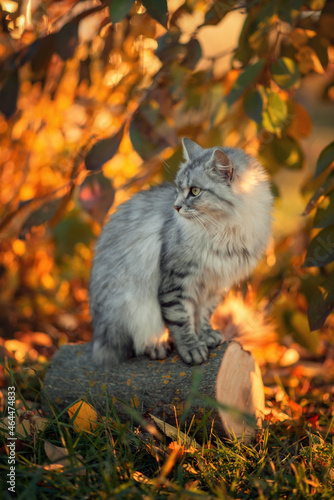 Photography Photo of a beautiful fluffy gray cat near an autumn tree.