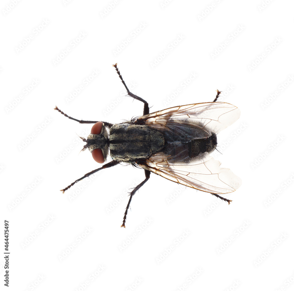 One common black fly on white background, top view One common black fly on white background, top view
