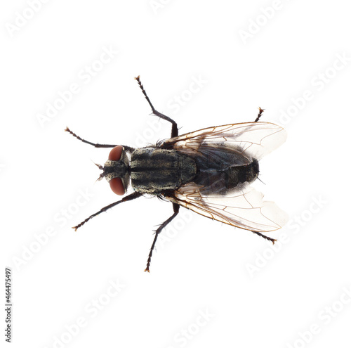 One common black fly on white background, top view