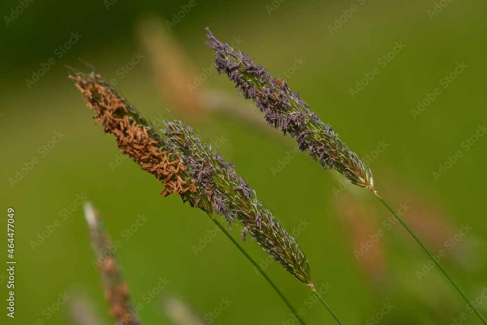 Wiesen-Fuchsschwanz (Alopecurus pratensis) Wiesen-Fuchsschwanz (Alopecurus pratensis)