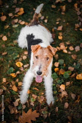 Autumn mood. Fox Terrier dog with leaves. Gold and red color, walk in the park. Lifestyle pet photo 