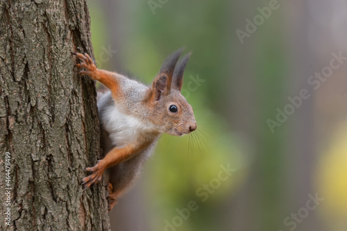 Squirrel in the autumn park. © alexbush