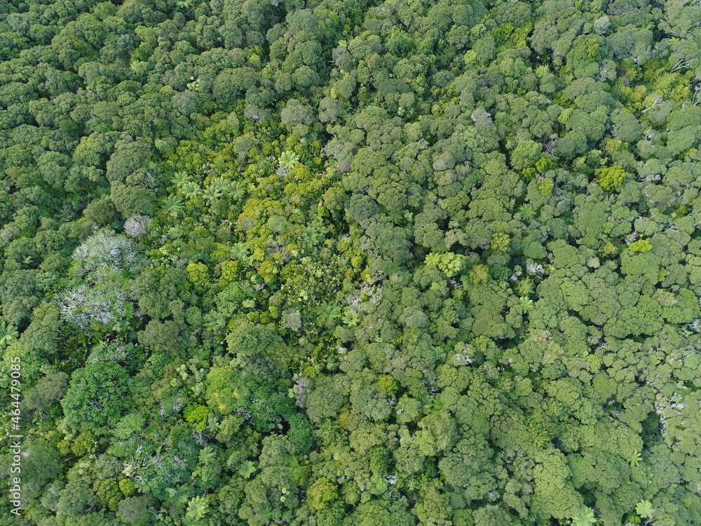 Overhead drone shot of green forest