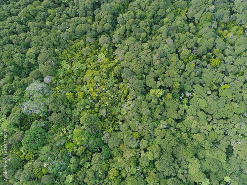 Overhead drone shot of green forest © to2glenn
