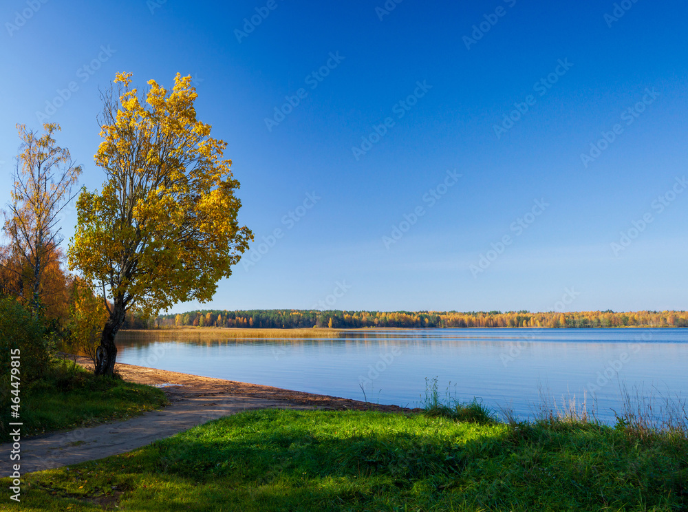 A tree with autumn, yellow foliage on the background of a blue lake A tree with autumn, yellow foliage on the background of a blue lake