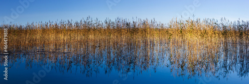Tableau sur toile Large-format panorama with reeds