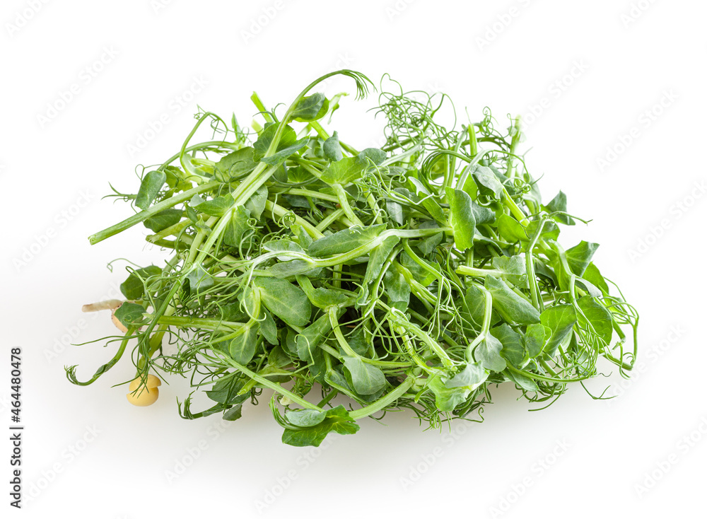 Fresh microgreens of pea isolated on white background