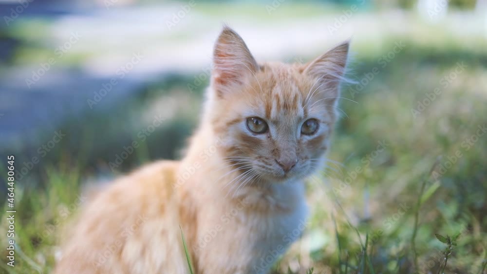 Adorable ginger fluffy kitten with green eyes and a blue collar sits and relaxes in a sunny spring meadow Adorable ginger fluffy kitten with green eyes and a blue collar sits and relaxes in a sunny spring meadow