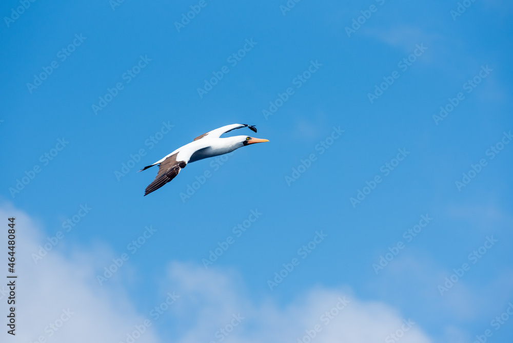 Obraz premium Seabird Masked, (Sula dactylatra) flying over the ocean. Seabird is hunting for flying fish jumping out of the water.