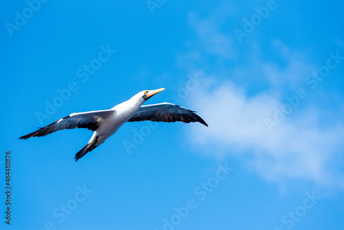 Seabird Masked, (Sula dactylatra) flying over the ocean. Seabird is hunting for flying fish jumping out of the water.