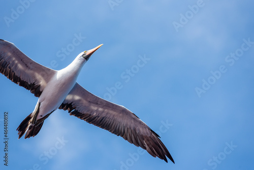 Seabird Masked   Sula dactylatra  flying over the ocean. Seabird is hunting for flying fish jumping out of the water.