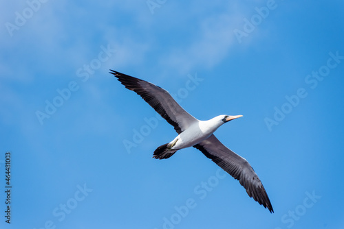 Seabird Masked   Sula dactylatra  flying over the ocean. Seabird is hunting for flying fish jumping out of the water.