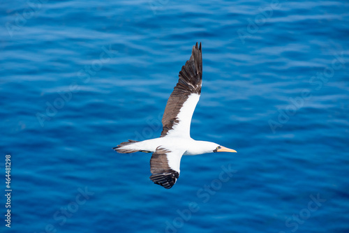 Seabird Masked, (Sula dactylatra) flying over the ocean. Seabird is hunting for flying fish jumping out of the water. © Mariusz