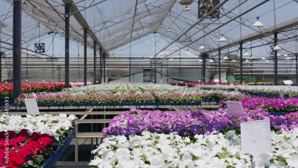 Large nursery greenhouse filled with thousands of colorful flowers and plants Large nursery greenhouse filled with thousands of colorful flowers and plants
