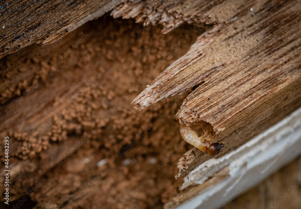 Drywood termites and frass