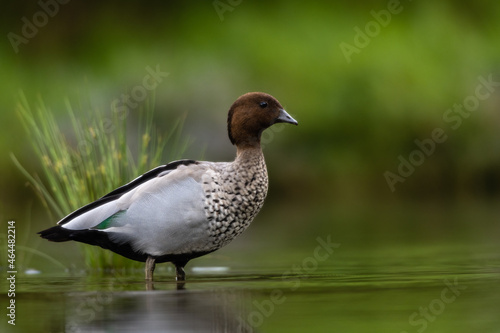 Photography Australian Wood Duck - (Chenonetta jubata)