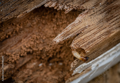 Drywood termites and frass