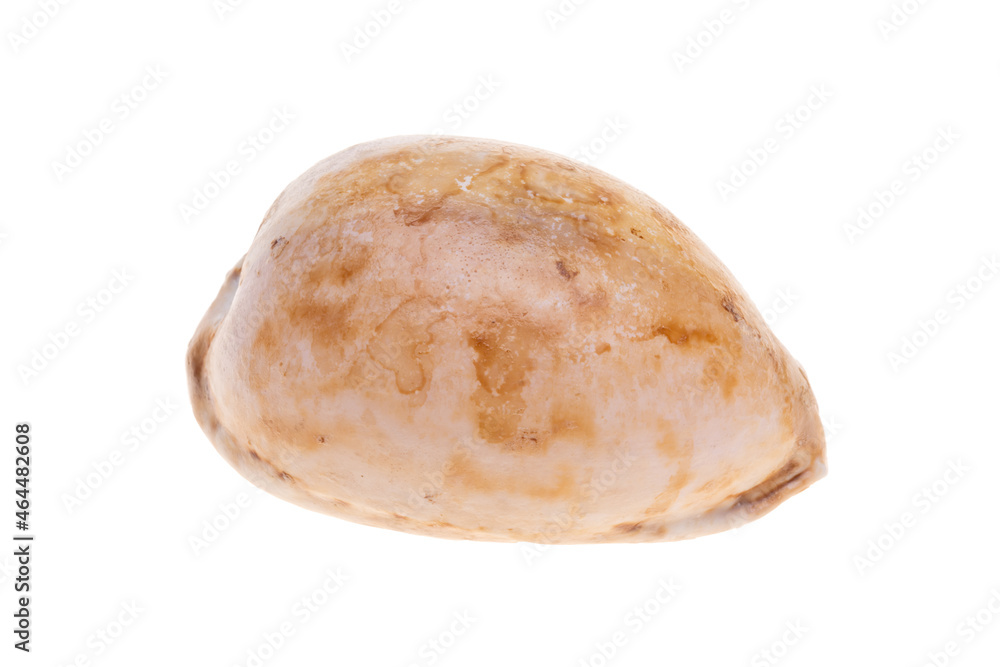 sea shell isolated on white sea shell isolated on white