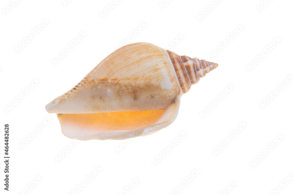 sea shell isolated on white