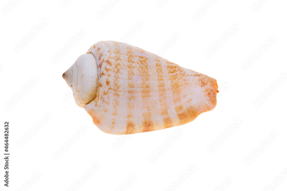 sea shell isolated on white