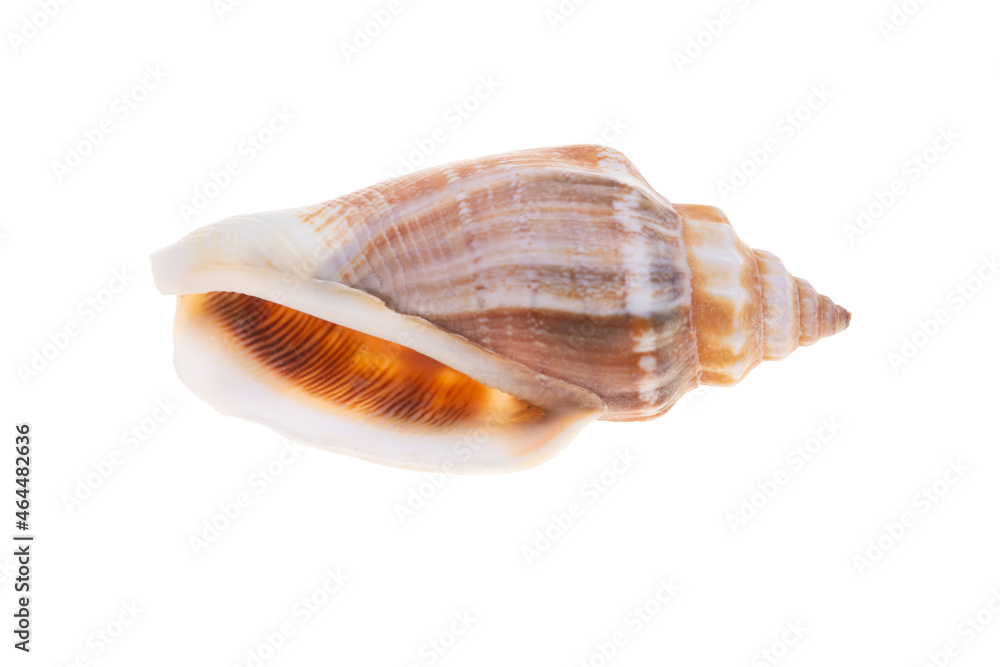 sea shell isolated on white