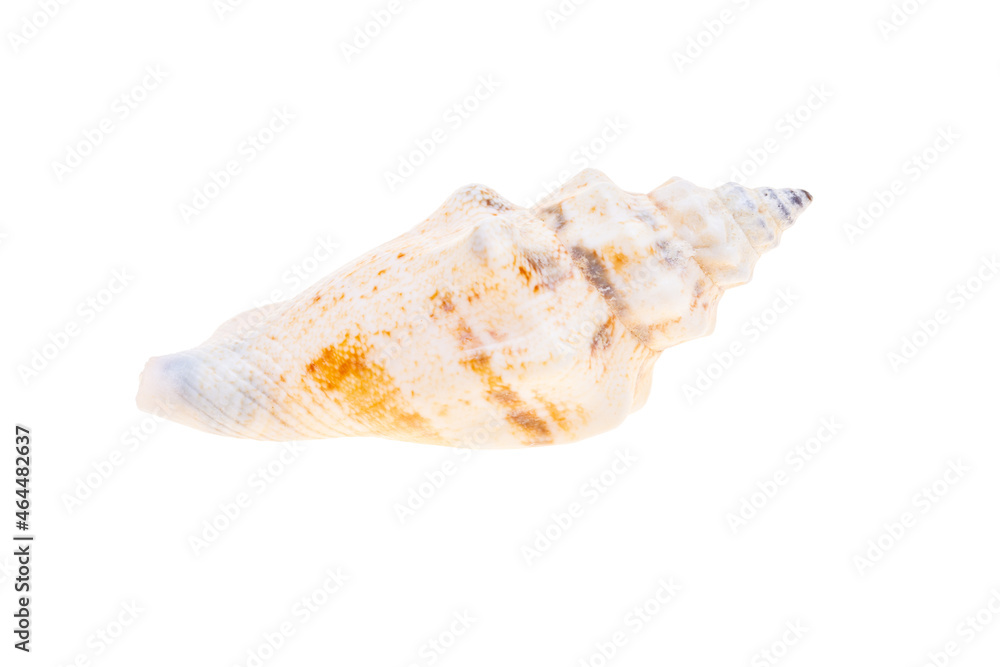sea shell isolated on white sea shell isolated on white