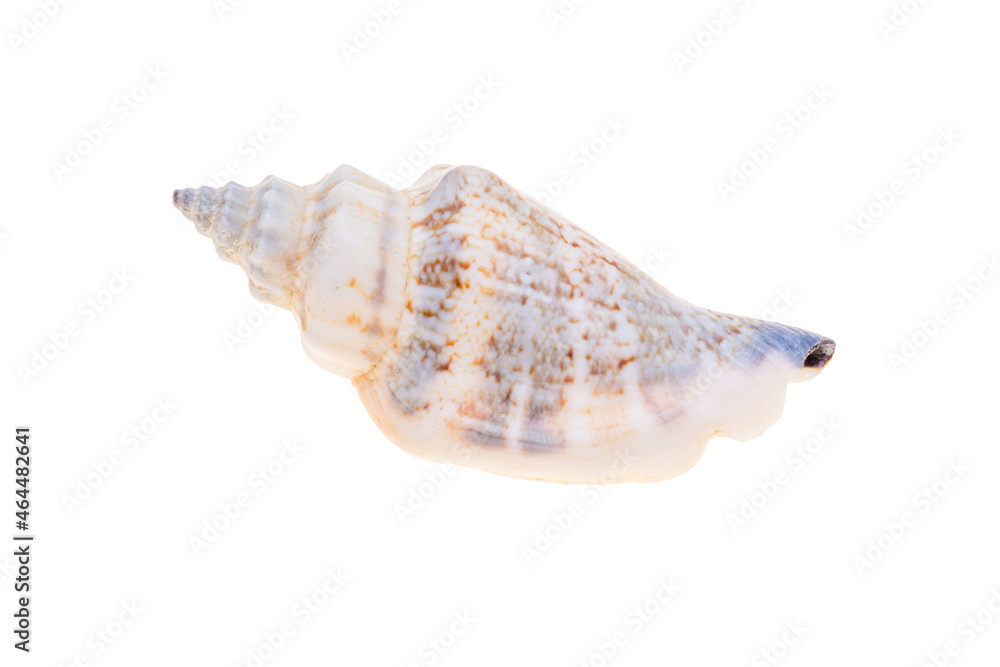 sea shell isolated on white sea shell isolated on white