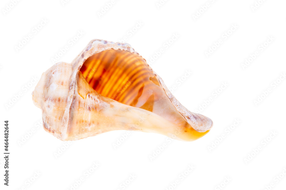 sea shell isolated on white sea shell isolated on white