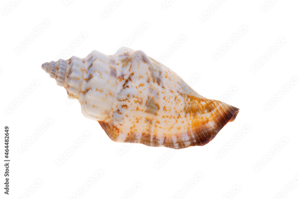 sea shell isolated on white sea shell isolated on white