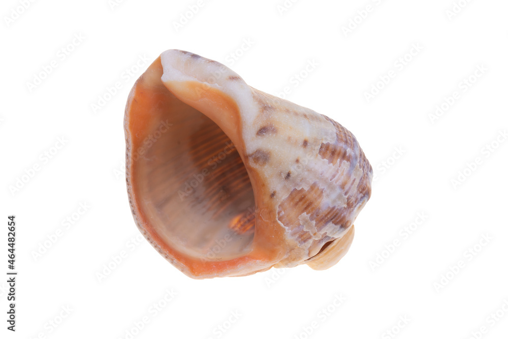 sea shell isolated on white sea shell isolated on white