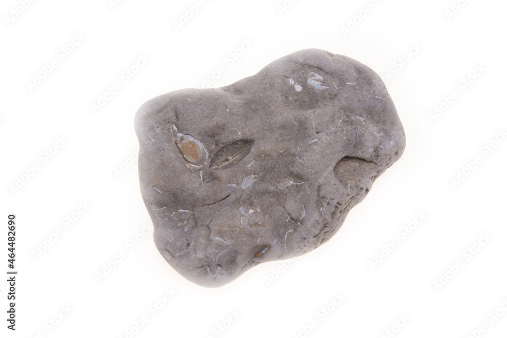 Obraz premium sea shell isolated on white