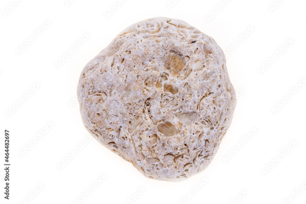 sea shell isolated on white sea shell isolated on white