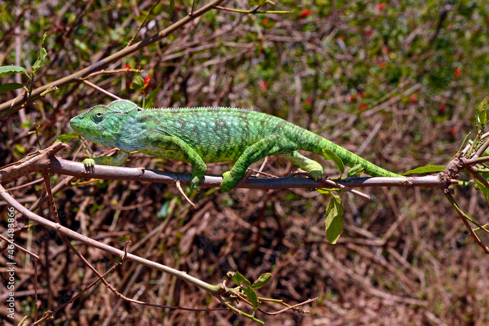 Malagasy giant chameleon // Madagaskar-Riesenchamäleon (Furcifer oustaleti) Malagasy giant chameleon // Madagaskar-Riesenchamäleon (Furcifer oustaleti)