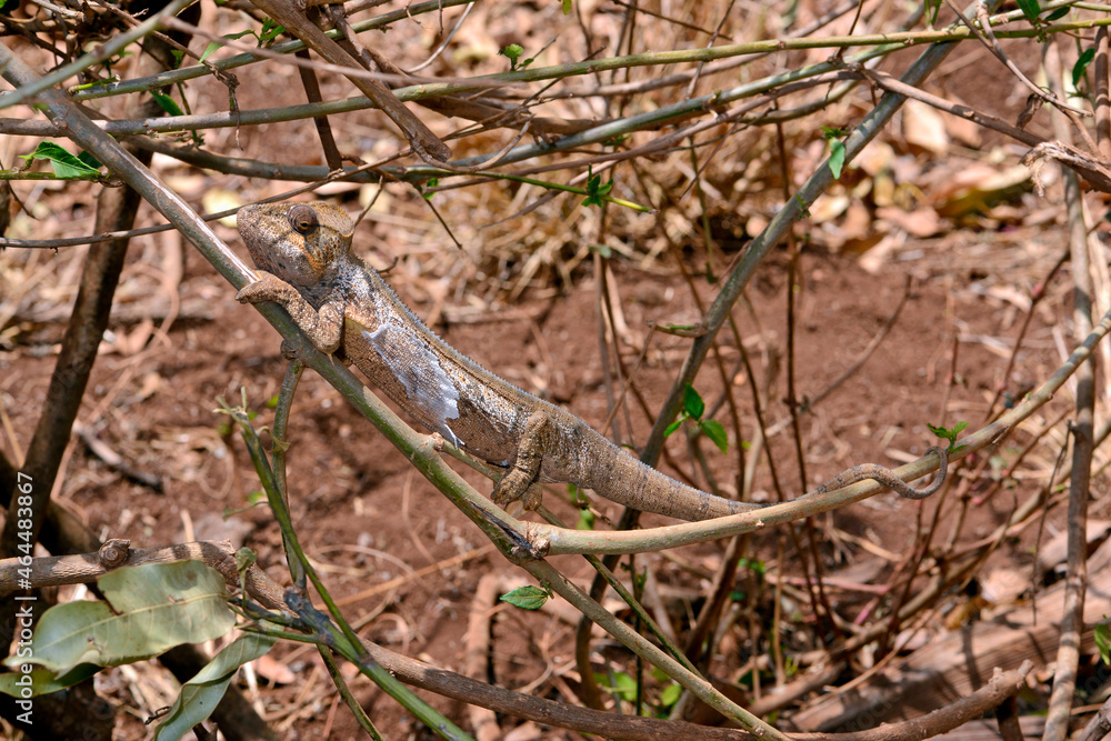Malagasy giant chameleon // Madagaskar-Riesenchamäleon (Furcifer oustaleti) Malagasy giant chameleon // Madagaskar-Riesenchamäleon (Furcifer oustaleti)
