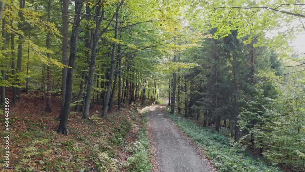 Inside forest autumn smooth slider fly in. Cinematic. 30 fps. Raw Inside forest autumn smooth slider fly in. Cinematic. 30 fps. Raw