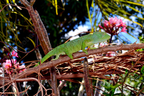 Madagaskar-Riesenchamäleon // Malagasy giant chameleon (Furcifer oustaleti)